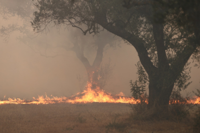 Φωτιά στον Έβρο: Επιτέλους... σε ύφεση μετά από 16 ημέρες που κάηκαν τα πάντα