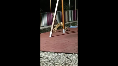 Αλεπούδες κάνουν στέκι τους... παιδική χαρά στην Κόνιτσα: Κάθε βράδυ παίζουν δίπλα στον κόσμο!