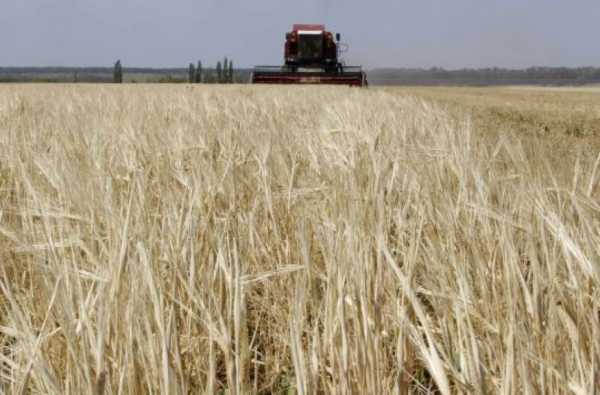 ΟΠΕΚΕΠΕ: Στα 6,92 ευρώ/στρέμμα η συνδεδεμένη ενίσχυση για το σιτάρι