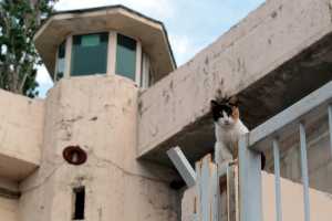 Μαχαίρια και κινητά τηλέφωνα εντοπίστηκαν στις φυλακές Κορυδαλλού