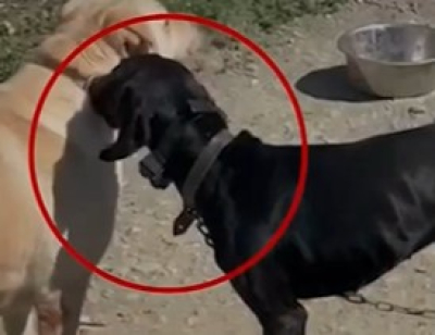 Το βάναυσο «παιχνίδι» με ηλεκτροσόκ σε σκύλο - Ουρλιάζει από πόνο (βίντεο)