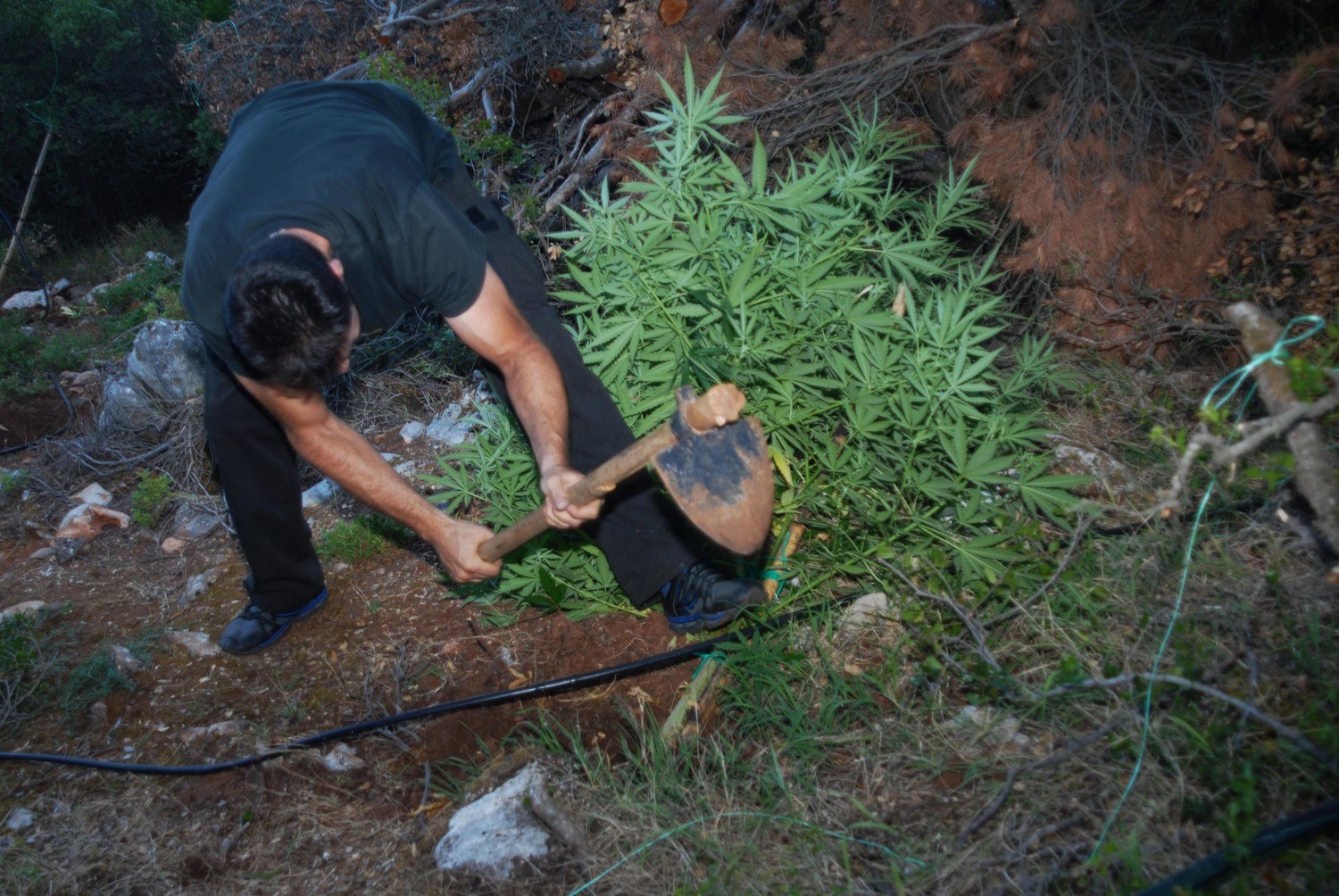 Φυτεία με 750 δενδρύλια εντοπίστηκαν στην Αιγιάλεια - Συνελήφθη 35χρονος