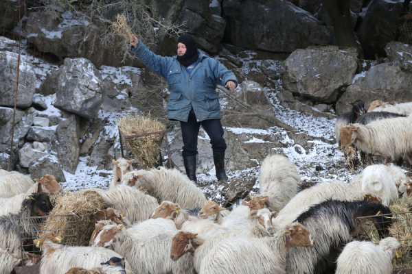 Τα νέα φορολογικά μέτρα ξεκληρίζουν τους κτηνοτρόφους αναφέρει ο ΣΕΚ