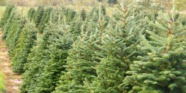 Δωρεάν Χριστουγεννιάτικα δέντρα από τον δήμο Δράμας