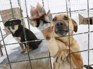 Πρόγραμμα υιοθεσίας αδέσποτων σκύλων στο δήμο Αθηναίων
