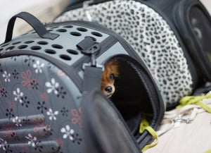 Σκύλος και γάτα στο πλοίο: Πώς μεταφέρουμε τα κατοικίδια στις διακοπές - Τι προβλέπει η νομοθεσία