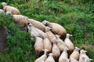 ΟΠΕΚΕΠΕ: Ενίσχυση σε κτηνοτρόφους περιοχών της χώρας