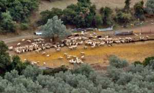 Εως 31/03/2015 η άδεια εγκατάστασης στις κτηνοτροφικές μονάδες χωρίς πρόστιμο