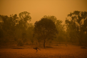 Αυστραλία - φωτιές: 5.000 καμήλες σκότωσαν ελεύθεροι σκοπευτές από ελικόπτερα
