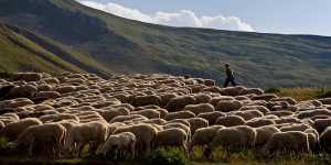 Οι κτηνοτρόφοι ζητούν τα υπόλοιπα της Εξισωτικής Αποζημίωσης