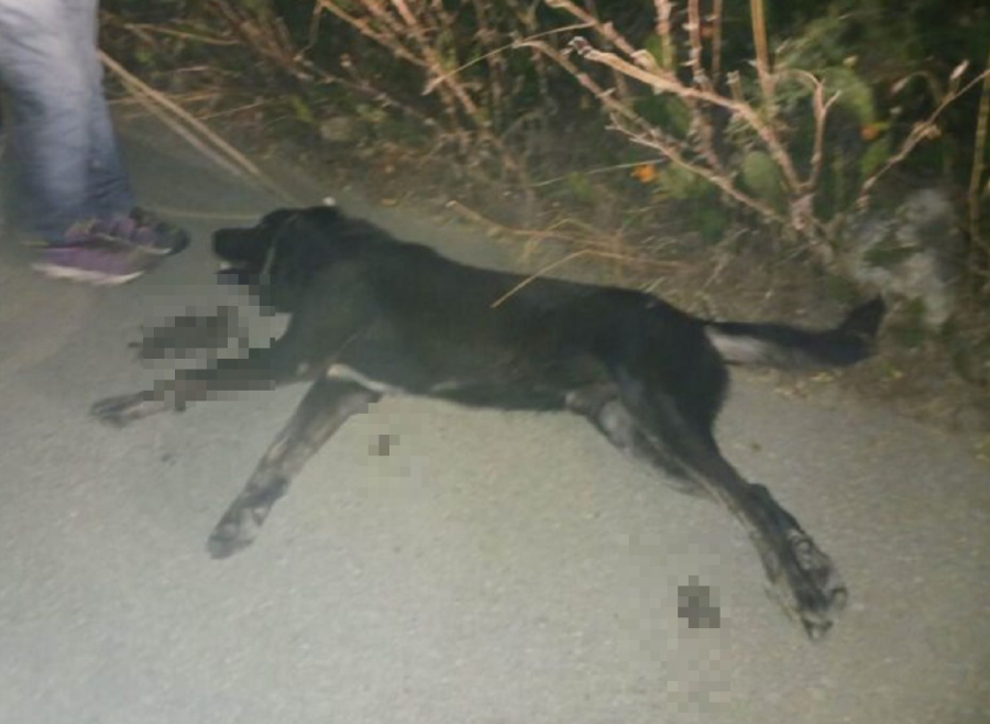 Νέα φρίκη με κακοποίηση ζώου στον Βόλο: Έσερνε σκυλί με το αυτοκίνητό του