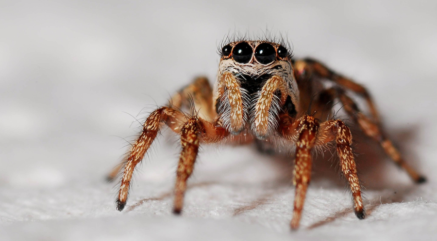 «Λουκέτο» σε σούπερ μάρκετ στη Αυστρία, εντοπίστηκε αράχνη που προκαλεί επώδυνη στύση