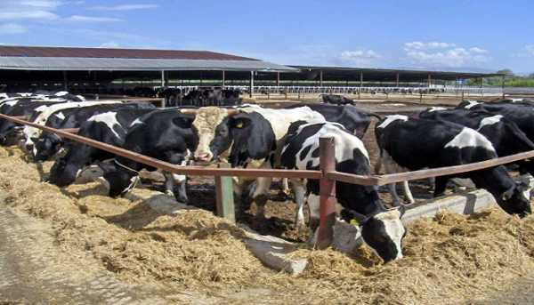 Λήγει τον Μάρτιο του 2015 η προθεσμία για την αδειοδότηση των κτηνοτροφικών μονάδων