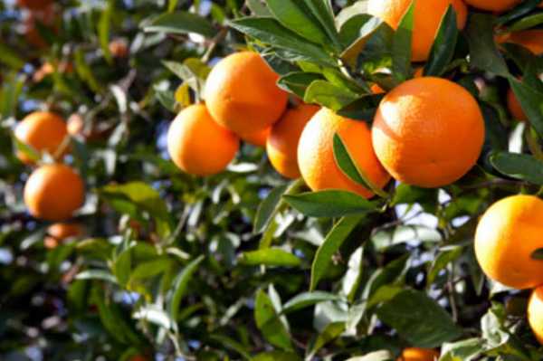 Δωρεάν διανομή πορτοκαλιών στο Δήμο Βριλησσίων