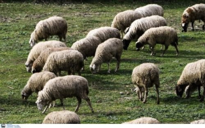 Εντοπίσθηκε κρούσμα ευλογιάς σε πρόβατα στη Μαλεσίνα