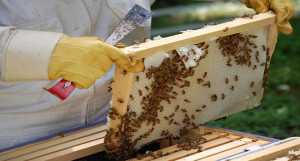 Δήμος Σητείας: Κατάθεση μελισσοκομικής δήλωσης έτους 2015