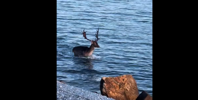Απίθανο και όμως αληθινό: Ελάφι κολυμπάει στον Κόλπο της Γέρας στη Λέσβο (βίντεο)