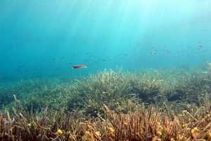 WWF: Το 50% της θαλάσσιας ζωής έχει εξαφανιστεί τα τελευταία 40 χρόνια