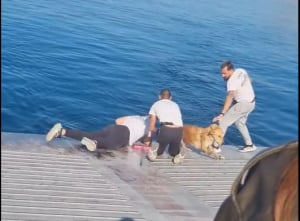 Σκύλος βρέθηκε να... κολυμπάει στη θάλασσα: Τον διέσωσε το πλήρωμα διερχόμενου φεριμπότ