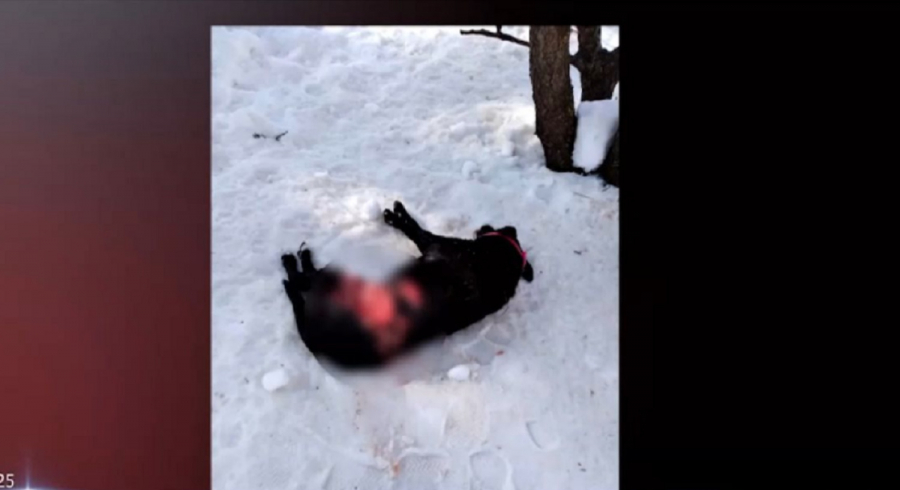 Λύκοι κατασπάραξαν σκύλους στον Διόνυσο -Προσοχή σκληρές εικόνες (βίντεο, εικόνες)