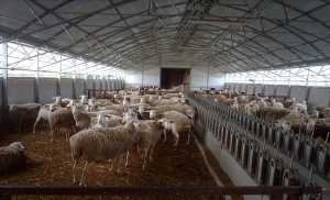 Χωρίς κόστος για τους κτηνοτρόφους ο εμβολιασμός για τον καταρροϊκό