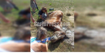 Φρίκη στην Κέρκυρα: Άλογο αργοπέθαινε δεμένο κάτω από τον ήλιο, σοκάρουν οι εικόνες και τα βίντεο