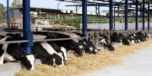 Εξισωτική αποζημίωση επιπλέον 28,5 εκατ στους κτηνοτρόφους