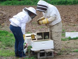 Σεμινάρια μελισσοκομίας απο το ΕΛΓO Δήμητρα