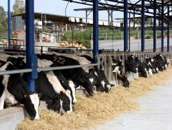 Άδεια κτηνοτροφικών μονάδων οικονομικότερη και ευκολότερη