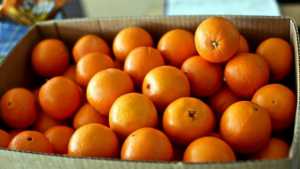 Πορτοκάλια στους δικαιούχους του ΤΕΒΑ από τον Δήμο Θηβαίων