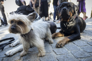 Κέρκυρα: Ευλογία ζώων στον ναό Αγίου Φραγκίσκου Αζίσης