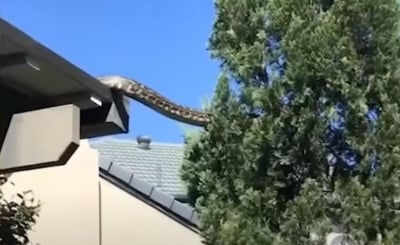 Πύθωνας 13 μέτρα κάνει παρκούρ σε οροφή σπιτιού στην Αυστραλία
