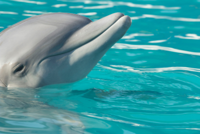 Νεκρό δελφίνι ξεβράστηκε στο λιμάνι της Πρέβεζας