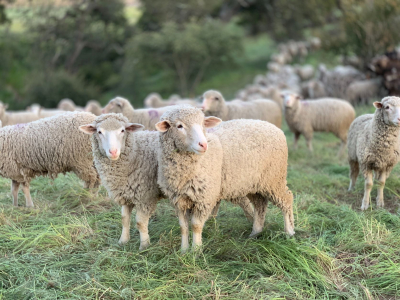Γονιδιακά «πειραγμένα» πρόβατα προσφέρουν ελπίδα για τη θεραπεία της βρεφικής άνοιας