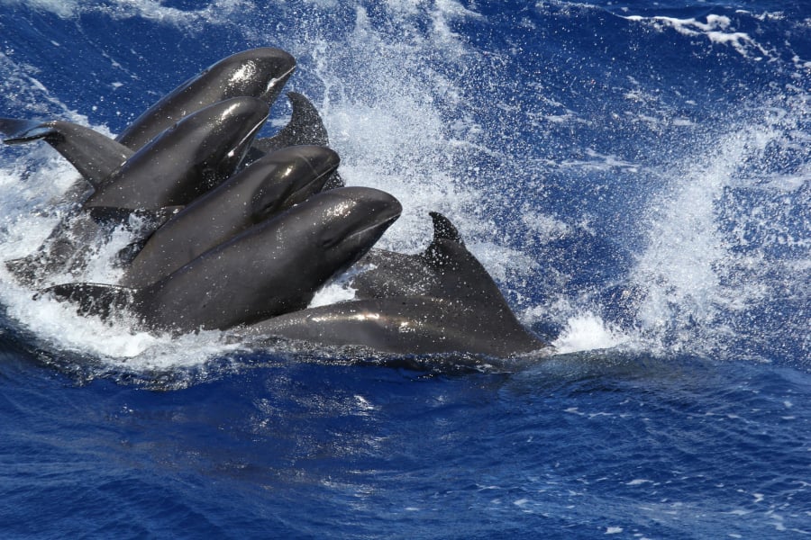 SAvE Whales: Κοινή γραμμή επιστημόνων, κοινωνίας πολιτών και ελληνικής κυβέρνησης για την προστασία των φυσητήρων