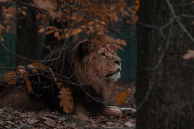 Λιοντάρι στο Βερολίνο κυκλοφορεί ελεύθερο και αναζητείται από 100 αστυνομικούς