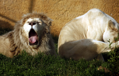 Αγριότητες σε Ζωολογικό Κήπο στην Τσεχία: Τάισαν λιοντάρια με νεκρή καμηλοπάρδαλη (εικόνα)