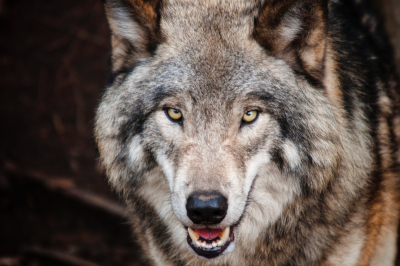 Σέρρες: Λύκος κατασπάραξε πόνυ σε εγκαταστάσεις Ιππικού συλλόγου