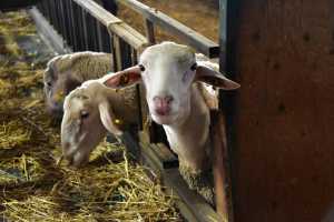 Νέα παράταση για τις άδειες σε κτηνοτροφικές μονάδες της Λακωνίας