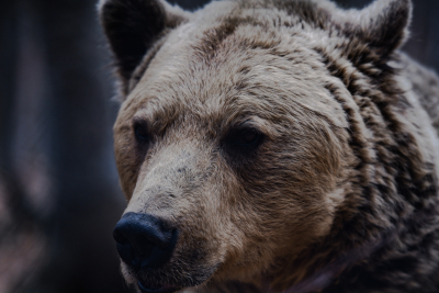 Επίθεση αρκούδας σε 67χρονο στην Άρτα, τον έριξε σε χαντάκι