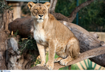 Λιοντάρια και πούμα θετικά στον κορονοϊό, κίνδυνος μεταλλάξεων
