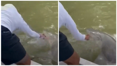 Φλόριντα: Καρχαρίας επιτέθηκε σε ψαρά -Επεισοδιακή διάσωση