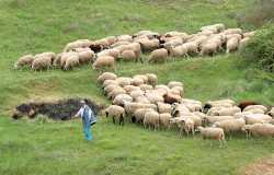 Έκτακτη ενίσχυση σε κτηνοτρόφους