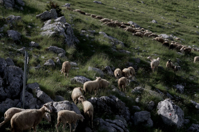 Νέα εστία καταρροϊκού πυρετού σε πρόβατα στη Ρόδο, ανήσυχοι οι κτηνοτρόφοι του νησιού