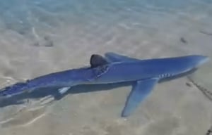 Καρχαρίας στη... Γλυφάδα: Απίστευτα βίντεο από τη μαρίνα