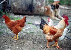 «Συναγερμός» για νέες εστίες γρίπης των πτηνών σε Φλώρινα και Αρκαδία