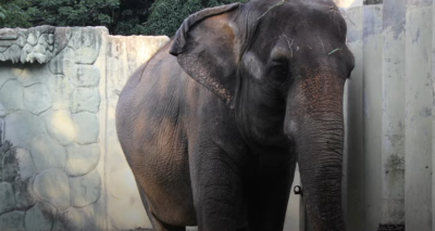 Πέθανε η Μάλι, ο πιο «μοναχικός και θλιμμένος» ελέφαντας στον κόσμο
