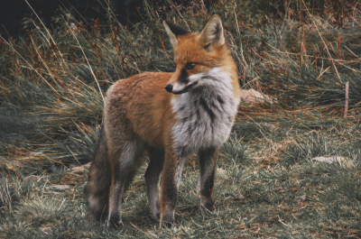 Εμβολιάστηκαν οι κόκκινες αλεπούδες στη Θεσσαλονίκη για τη λύσσα