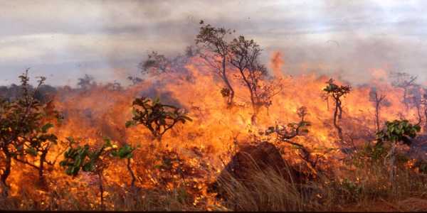 Πυρκαγιά σε δασική έκταση στα Οινόφυτα