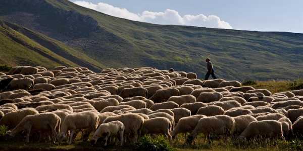 Χρηματοδότηση εκτός από την αποζημίωση εξετάζει το ΥπΑΑΤ στους κτηνοτρόφους